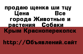 продаю щенка ши-тцу › Цена ­ 10 000 - Все города Животные и растения » Собаки   . Крым,Красноперекопск